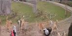 Muşlu yaşlı kadın korku dolu anlar yaşadı! Aniden köpekler saldırdı