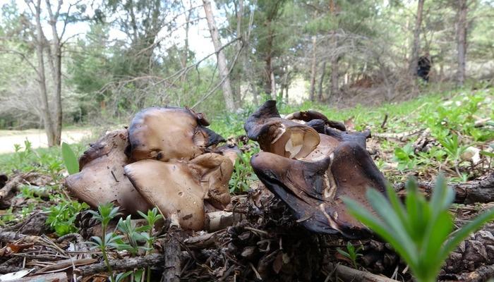Karaciğer yetmezliğinde hatta ölüme neden oluyor! ‘Acil servise başvurular arttı’ İşte ilk belirtileri