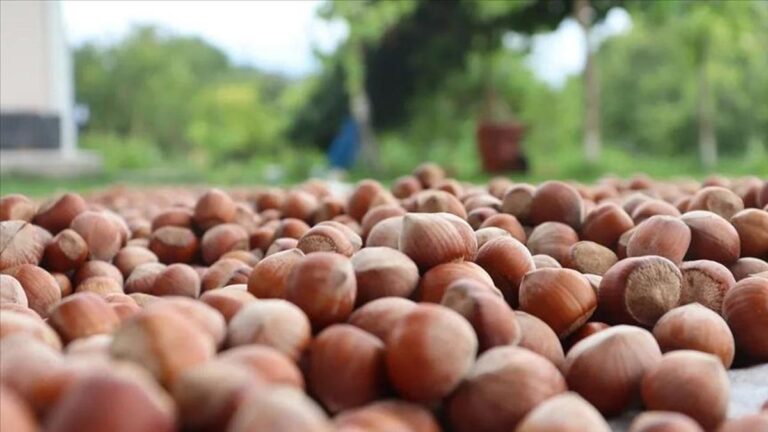Fındık Besin Değeri: Fındık Kaç Kalori?
