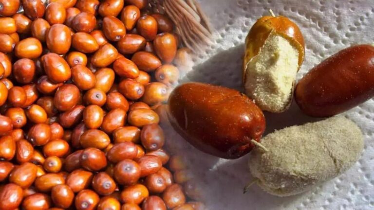 Kemik gelişimine katkı sağlıyor: İğde Çekirdeği Tozu Nedir, Ne İşe Yarar? İğde Çekirdeği Tozu Faydaları Nelerdir?