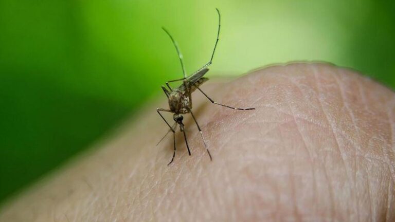 Sağlık Bakanlığı’ndan Batı Nil Virüsü açıklaması