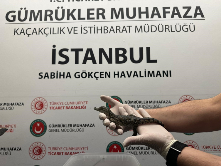 İstanbul'da bir kişinin çantasında 17 timsah ve 10 timsah bulundu