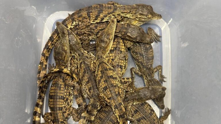 İstanbul'da bir kişinin çantasında 17 timsah ve 10 timsah bulundu