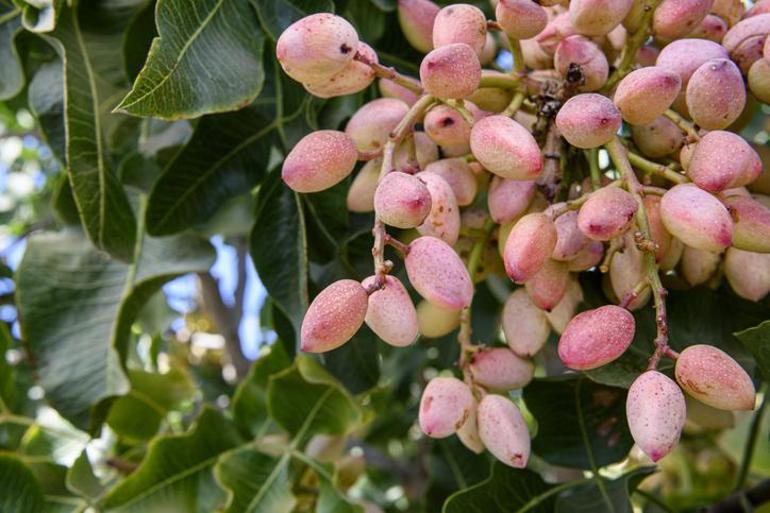 Türkiye'de Antep Fıstık Nasıl Büyür ve Nasıl Büyümek