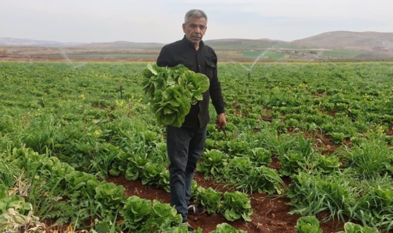Amik Ovası’nda hasat başladı: Çiftçi dertli! Tarlada 5, markette 30 lira – Son Dakika Yaşam Haberleri