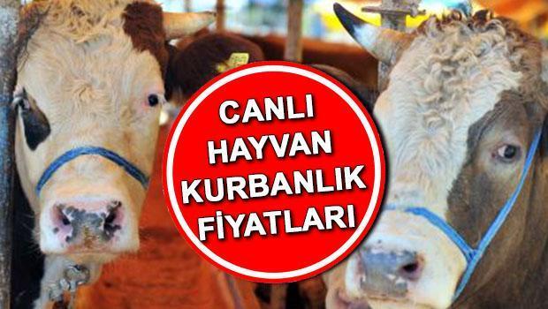KURBANLIK FİYATLARI 2025 KİLOGRAM TABLOSU | Küçükbaş ve büyükbaş (canlı hayvan) kurbanlık fiyatları ne kadar? Kurban kesim bedeli belli oldu! İşte Kurbanlık koyun, keçi, dana fiyatları…