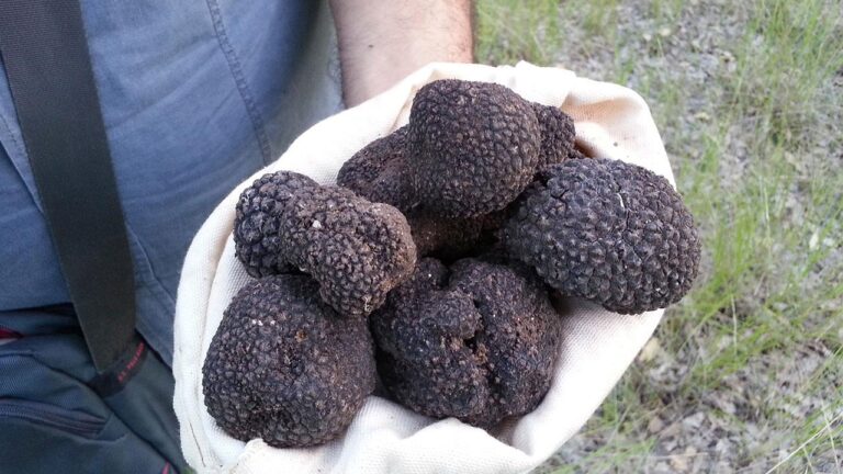 Trüf mantarı Türkiye ekonomisine bir yılda 650 milyon lira katkı sağladı