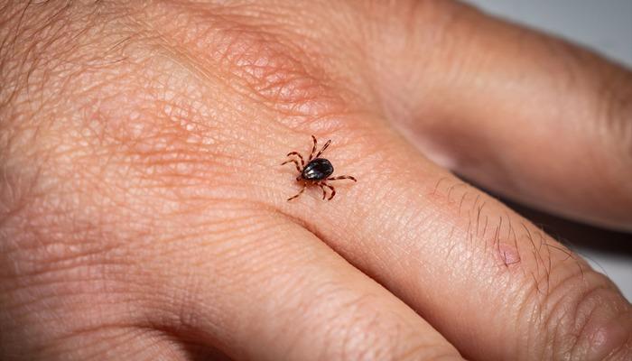 Uzmanından “Kene riski şehirlerden çok kırsalda yüksek” uyarısı