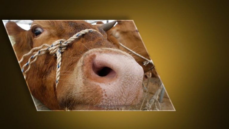 Ankara’dan sonra Bolu! Deli dana hastalığı paniği… Deli dana hastalığı nedir, nasıl bulaşır? Deli dana hastalğının belirtileri nelerdir, insandan insana bulaşır mı?